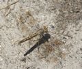 Brachythemis impartita